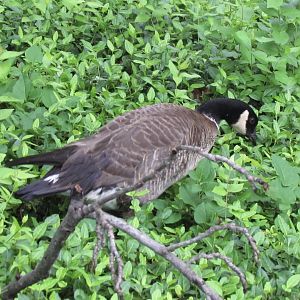 Aleutian Cackling Goose