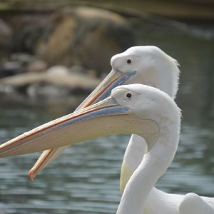 Penguin Coast - Great White Pelican (Pelecanus onocrotalus)