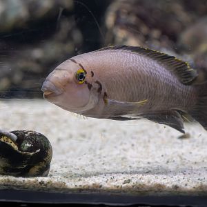 Fish ID - Palmiarnia Gliwice