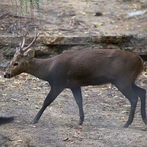 Calamian Deer (Axis calamianensis)