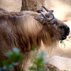 Sichuan Takin