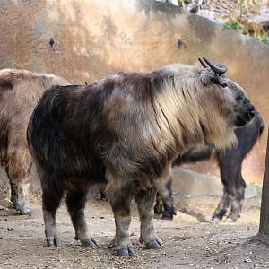 Sichuan Takin