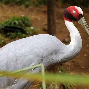 Sarus Crane