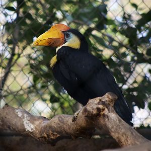 Wrinkled Hornbill