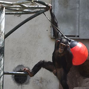 Chimpanzee (Pan troglodytes)