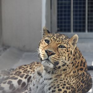 leopard (Panthera pardus)