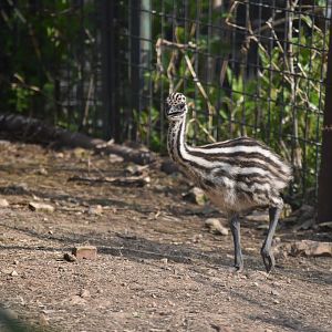 Emu (Dromaius novaehollandiae)