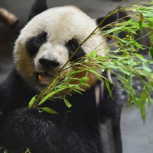 Giant panda (Ailuropoda melanoleuca)