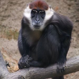 Collared Mangabey