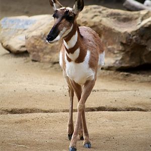 Peninsular Pronghorn