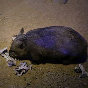 Southern Hairy-nosed Wombat