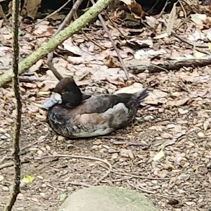 Duck ID - Queens Zoo