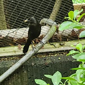 Bird ID - Queens Zoo
