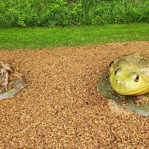 North Chagrin NC - Frog models