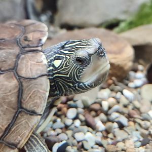 North Chagrin NC - Graptemys geographica