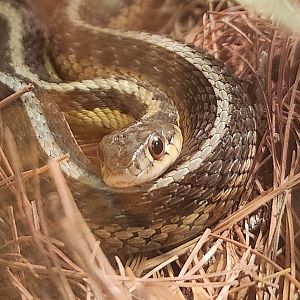 North Chagrin NC - Thamnophis sirtalis
