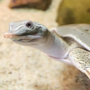 North Chagrin NC - Apalone spinifera