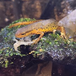 North Chagrin NC - Notophthalmus viridescens