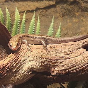 North Chagrin NC - Plestiodon fasciatus