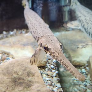 North Chagrin NC - Gar