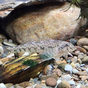 North Chagrin NC - Darter