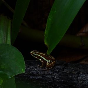 Anthonys poison-arrow frog (Epipedobates anthonyi)