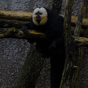 White-faced saki (Pithecia pithecia)