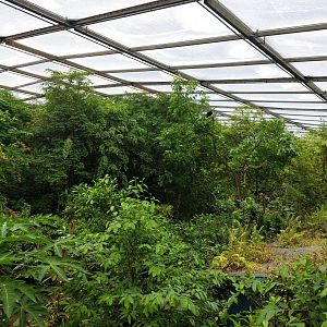 Black vulture above the restaurant