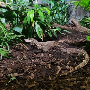 Rimba - Asian water monitor