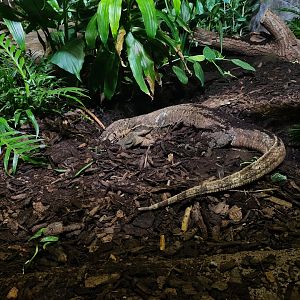 Rimba - Asian water monitor digging