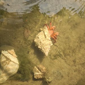 Mangrove - New species: Giant red hermit crab (Petrochirus diogenes)