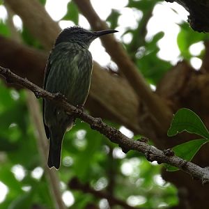 Female Red-legged honeycreeper (Cyanerpes cyaneus)