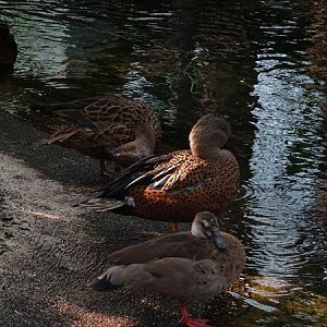 Lesser brazilian teal (Amazonetta b. brasiliensis) and Red shoveler (Spatula platalea)