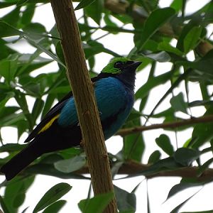 Paradise tanager (Tangara chilensis)