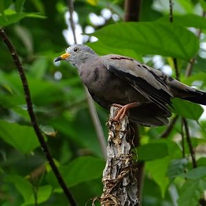 Croaking ground-dove (Columbina cruziana)