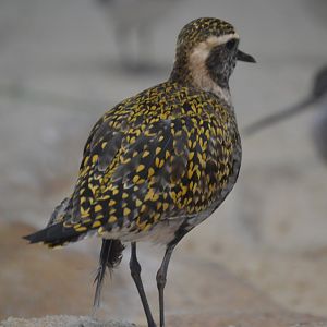 Bird House - American Golden Plover (Pluvialis dominica)
