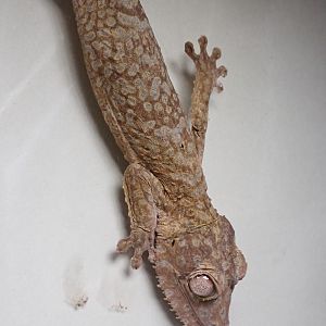 Henkel's Leaf-tailed Gecko - Uroplatus henkeli