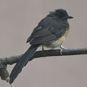 White-rumped Shama - Copsychus malabaricus
