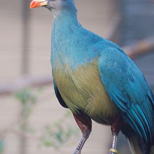 Great Blue Turaco - Corythaeola cristata