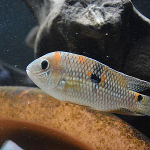 Upperspot cichlid (Aequidens superomaculatum)
