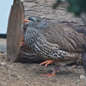 Hildebrandt's francolin (Pternistis hildebrandti)