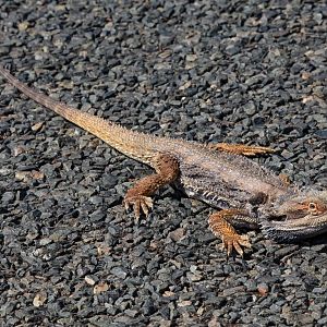 Central Bearded Dragon