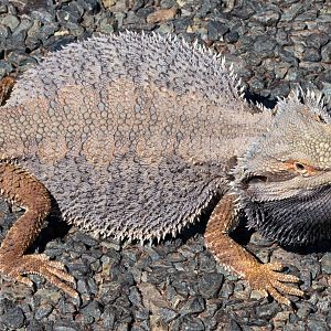Central Bearded Dragon