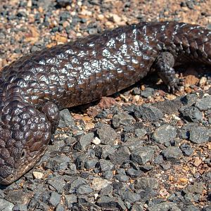 Shingleback