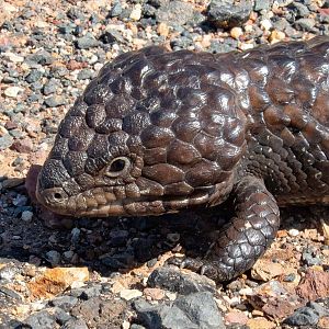 Shingleback