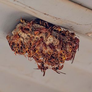 Paper Wasps