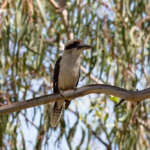 Kookaburra