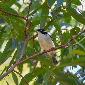 White-throated Honeyeater