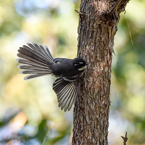 Grey Fantail