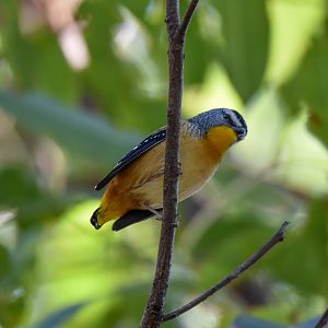 Spotted Pardalote
